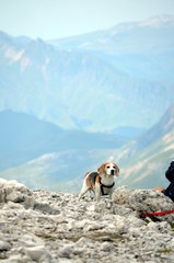 Lovely little dog on rocky outcrop