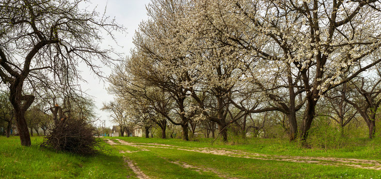 Panoramic photo of a blooming garden in the spring season. Beautiful apple trees in white bloom in the old garden. Spring atmosphere.