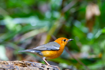 The orange-headed thrush is a bird in the thrush family. It is common in well-wooded areas of the Indian Subcontinent and Southeast Asia. Most populations are resident. The species shows a preference 