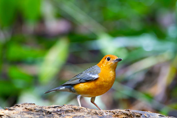 The orange-headed thrush is a bird in the thrush family. It is common in well-wooded areas of the Indian Subcontinent and Southeast Asia. Most populations are resident. The species shows a preference 