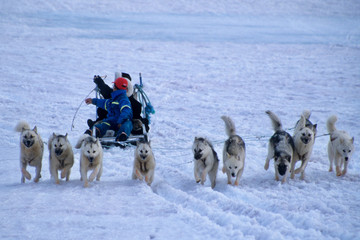 Weest-Greenland. Sled dog in action