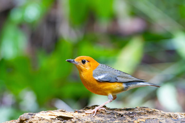 The orange-headed thrush is a bird in the thrush family. It is common in well-wooded areas of the Indian Subcontinent and Southeast Asia. Most populations are resident. The species shows a preference 