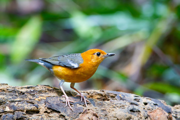 The orange-headed thrush is a bird in the thrush family. It is common in well-wooded areas of the Indian Subcontinent and Southeast Asia. Most populations are resident. The species shows a preference 