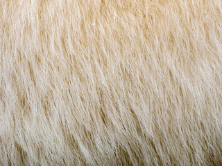 Texture of a bear's wool. Background