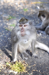 monkey with a quizzical look