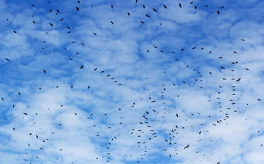 Flying birds on a background of clouds, collage