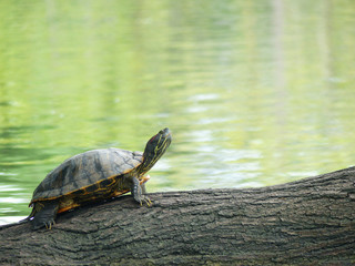 Turtles on wood in water
