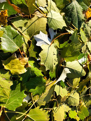 Unique background - green fallen leaves./
Rare shots - green fallen leaves by a tree.