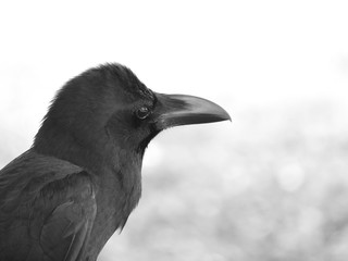 closeup of a crow