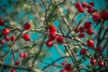 red berries on a tree