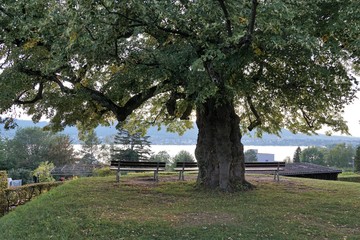 garten in zollikon im kanton Zürich in der schweiz