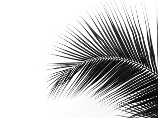 Obraz premium beautiful palms leaf on white background