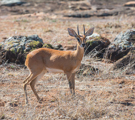 Steenbok Gazelle