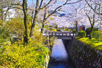Fototapeta na wymiar 春の京都、満開の桜咲く哲学の道からみた景色 