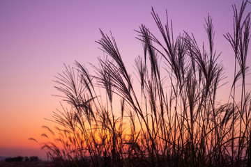 twilight Poaceae grass flower