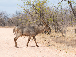Waterbuck Antelope