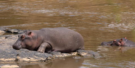 Nilpferde im Mara-River, Kenia