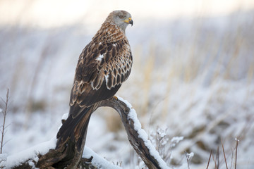 Portrait of endangered red kite (Milvus milvus)a medium-large bird of prey in the family Accipitridae