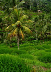 Fototapeta na wymiar Rice field Bali