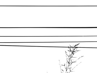 Silhouette Wire with bamboo