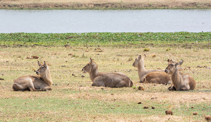 Obraz premium Waterbuck Antelope