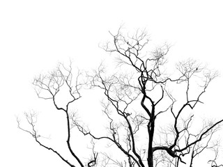Silhouette tree
