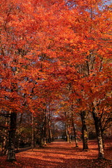 Naklejka premium Autumn in peace full red colors