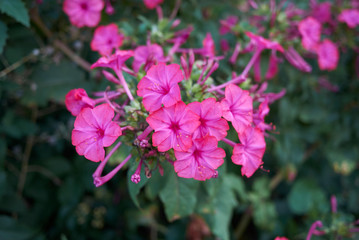 Mirabilis jalapa