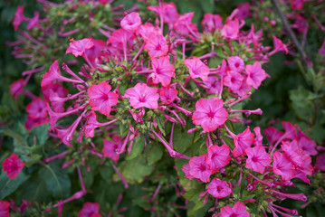 Mirabilis jalapa