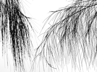 Pine Tree Silhouette