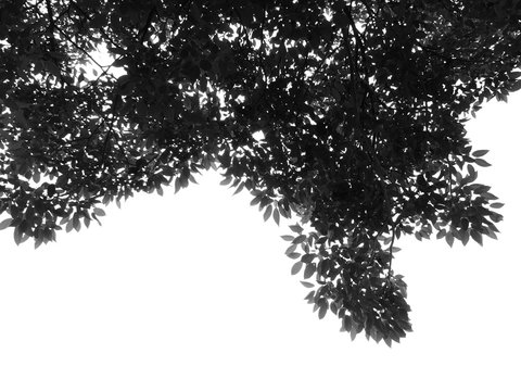 silhouette leaf tree