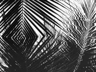 Coconut leaves abstract reflection,black and white