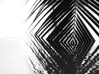 Obraz premium Coconut leaves abstract reflection,black and white