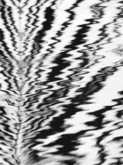 abstract black and white palm leaf on water reflection wave