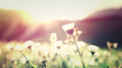 Summer Flower 4K Living Background