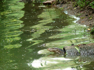 Water monitor
