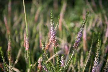 purple forest flowers