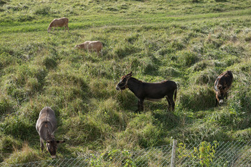 donkeys grazing