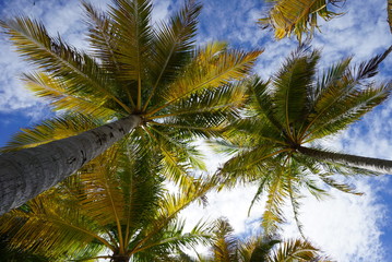 Fototapeta na wymiar warm eye view to the palm and clear blue sky