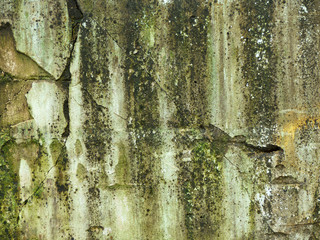 mold on grunge wall with crack background