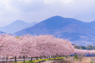 日本の春 神奈川県秦野市 水無川沿いの桜並木