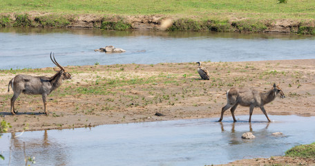 Waterbuck Antelope