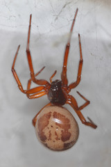 picture of a closeup macro of a false widow Steatoda nobilis taken in Spain