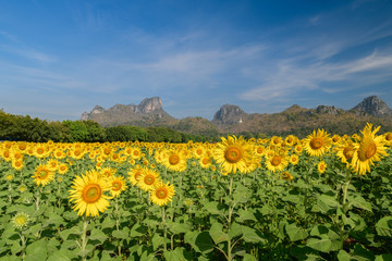 Fototapeta premium Sunflowers field farm in Lop buri,
