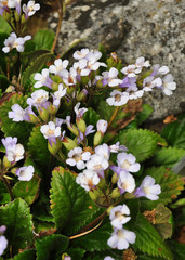 Haberlee (Haberlea rhodopensis)