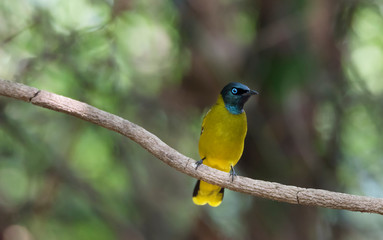 Black-headed bulbul perching on tree branch with green bokeh background , Thailand