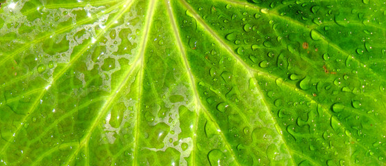 closeup water drop on green leaf