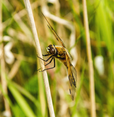 Hawker dragonfly on reed in the Norfolk countryside