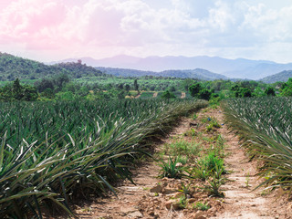 Pineapple farm has a pathway for gardeners walk along to take care of the farm.