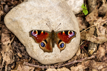Tagpfauenauge